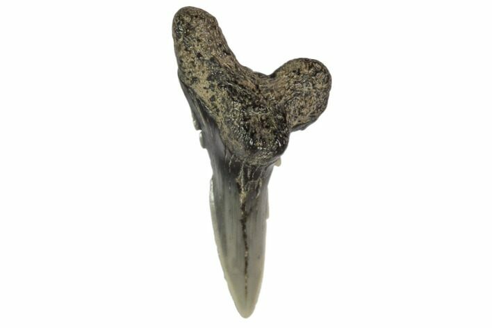 Lower Shark Tooth Fossil (Hemipristis) - Virginia #102206